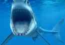 Bull akula
